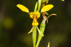 Diuris chrysantha