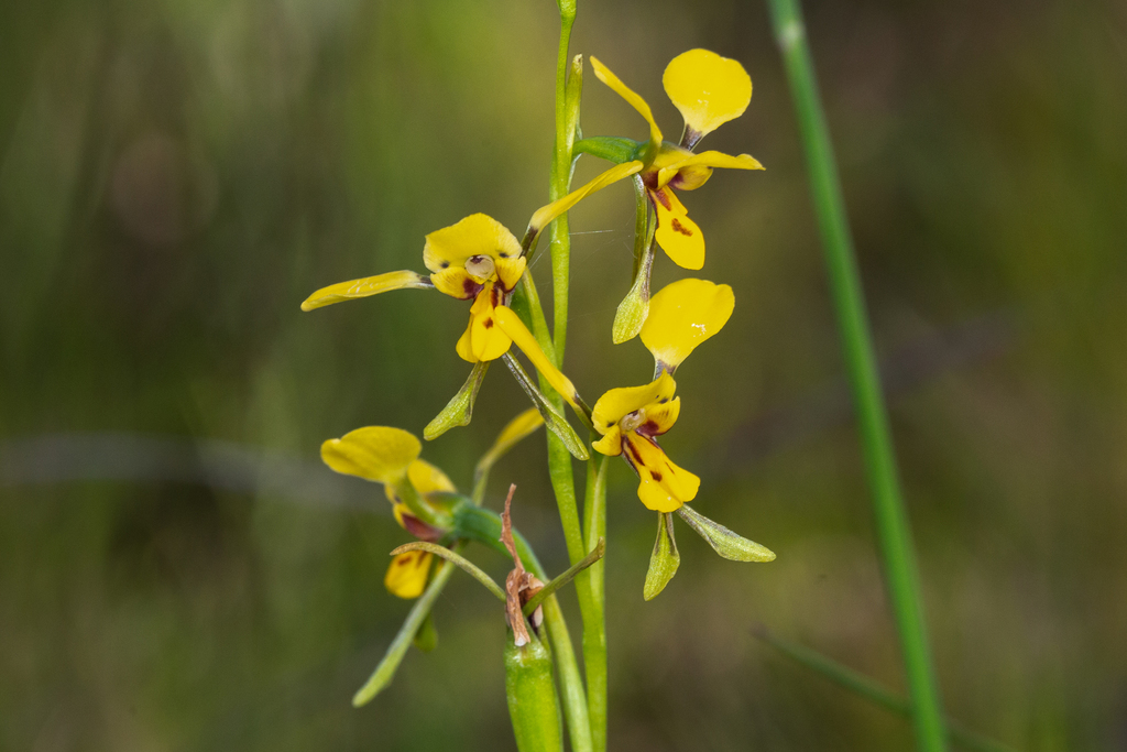 tableland donkey orchid