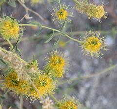 Cleomella palmeri