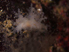 Dendronotus