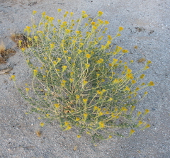 Cleomella palmeri