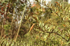 Siphocampylus columnae