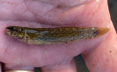 Etheostoma nigripinne