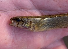 Etheostoma nigripinne