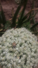 Poecilaspidella proxima