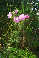Malva excisa