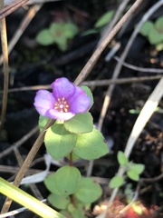 Rhexia nuttallii