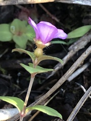 Rhexia nuttallii