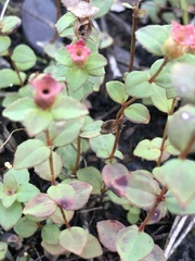 Rhexia nuttallii