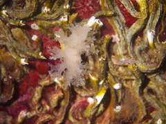 Dendronotus