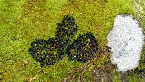 iNaturalist observation photo of Whiskered Jelly Lichen