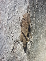 Xyleus discoideus rosulentus