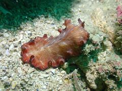 Pseudobiceros fulgor