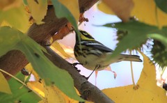 Setophaga townsendi