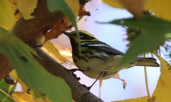 Setophaga townsendi