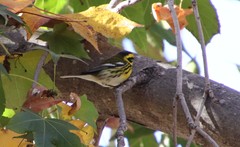 Setophaga townsendi
