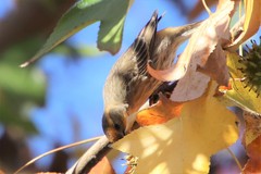 Haemorhous mexicanus