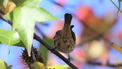 Haemorhous mexicanus