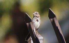 Melospiza melodia