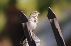 Melospiza melodia