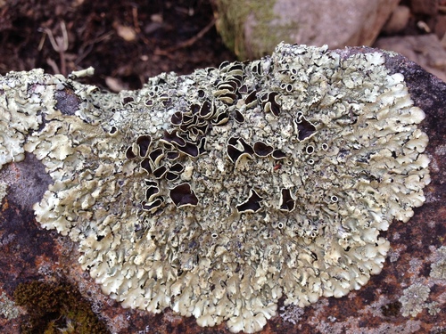 iNaturalist observation photo of Tight Rock-shield
