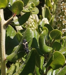 Calydon submetallicum