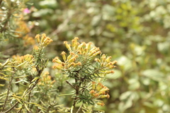 Linochilus rosmarinifolius