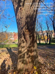 Tilia americana americana