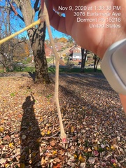 Tilia americana americana