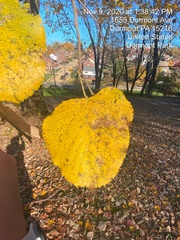 Tilia americana americana