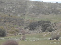 Quercus rotundifolia