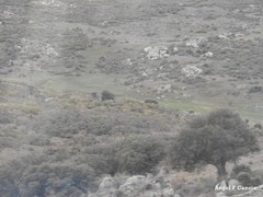 Quercus rotundifolia