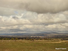 Quercus rotundifolia