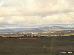 Quercus rotundifolia