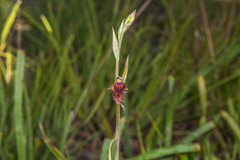 Calochilus therophilus