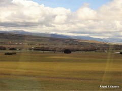 Quercus rotundifolia