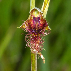 Calochilus therophilus