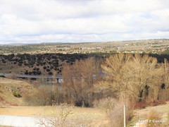 Quercus rotundifolia