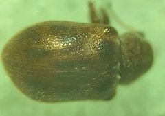 Xanthonia decemnotata
