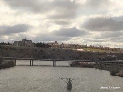 Quercus rotundifolia