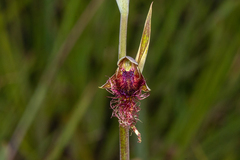Calochilus therophilus