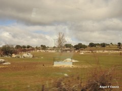 Quercus rotundifolia