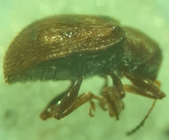 Xanthonia decemnotata
