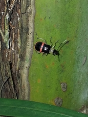 Paratriarius adonis