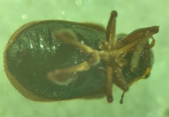 Xanthonia decemnotata