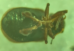 Xanthonia decemnotata