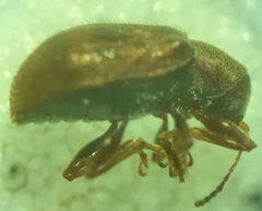 Xanthonia decemnotata