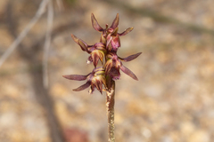Genoplesium cuspidatum