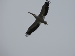 Pelecanus onocrotalus