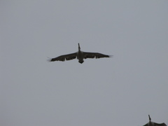 Pelecanus onocrotalus